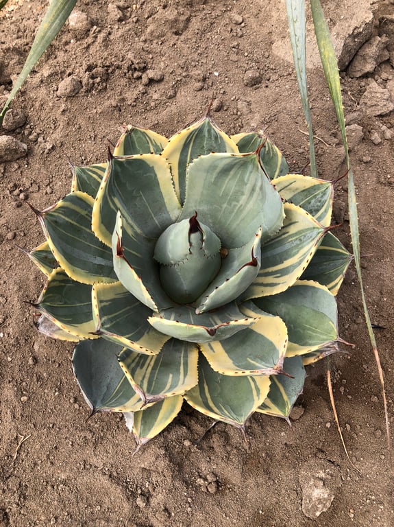 アガベ・パリー トランカータ ライムストリーク（Agave parryi var. truncata 'Lime Streak'）
