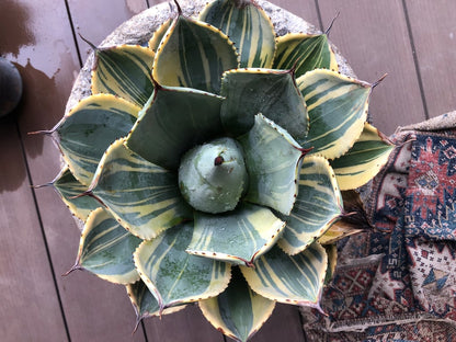 アガベ・パリー トランカータ ライムストリーク（Agave parryi var. truncata 'Lime Streak'）