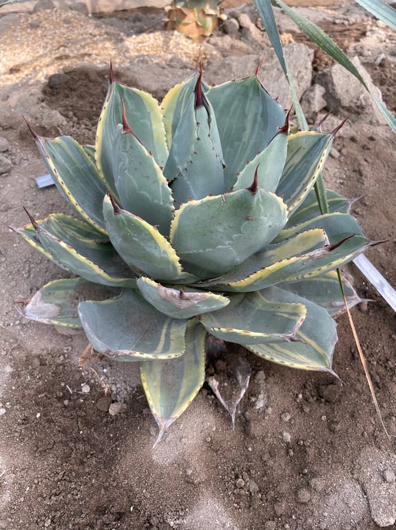 アガベ・パリー トランカータ ライムストリーク（Agave parryi var. truncata 'Lime Streak'）
