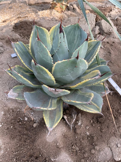 アガベ・パリー トランカータ ライムストリーク（Agave parryi var. truncata 'Lime Streak'）