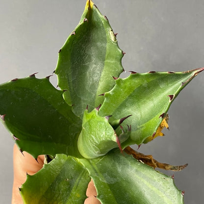 アガベ・サルミアナ フェロックス グリーンライトニング（Agave salmiana var. ferox 'Green Lightning'）