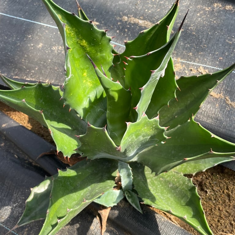 アガベ・サルミアナ フェロックス グリーンライトニング（Agave salmiana var. ferox 'Green Lightning'）