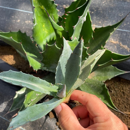 アガベ・サルミアナ フェロックス グリーンライトニング（Agave salmiana var. ferox 'Green Lightning'）