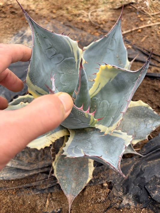 アガベ・パラサナ シースター（Agave parrasana 'Sea Star'）