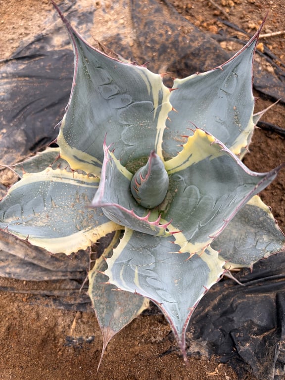 アガベ・パラサナ シースター（Agave parrasana 'Sea Star'）