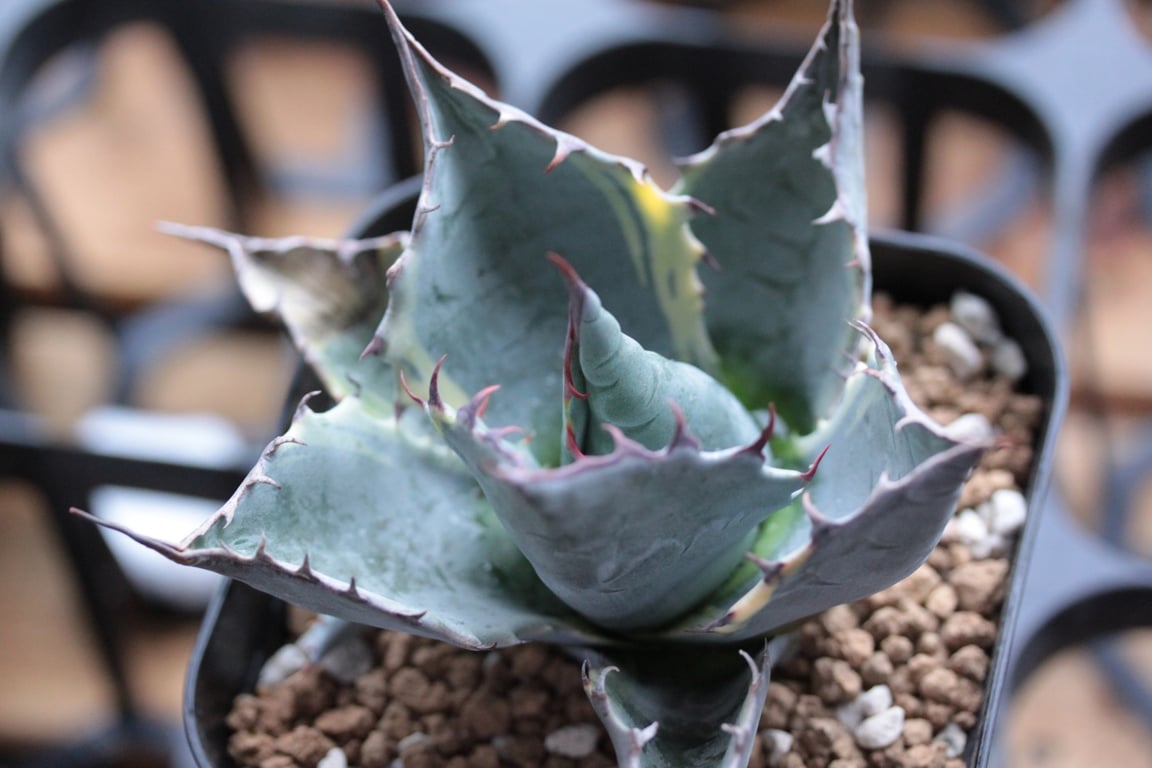 アガベ・パラサナ シースター（Agave parrasana 'Sea Star'）