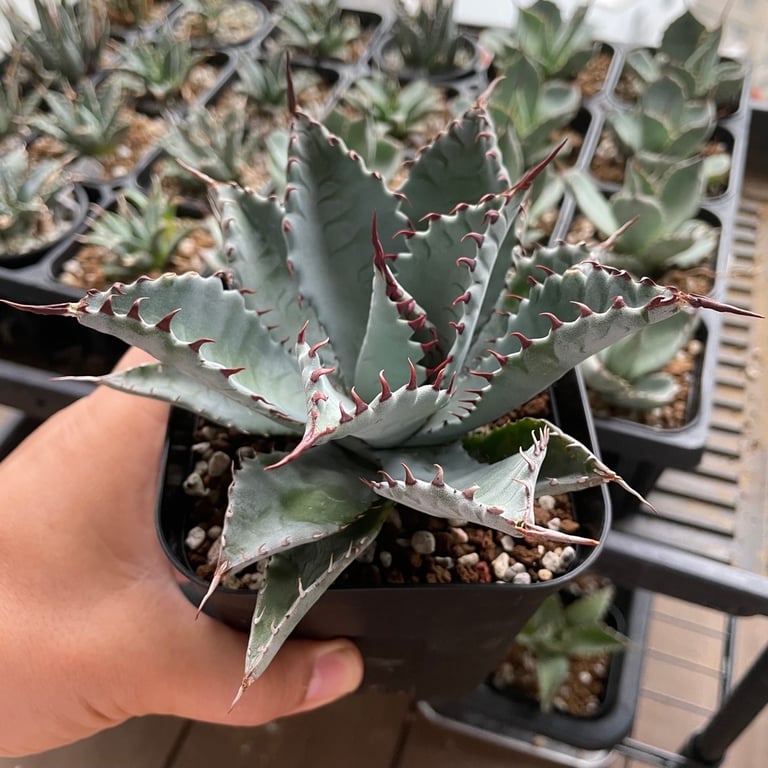 アガベ ラプター（Agave 'Raptor'）