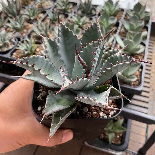 アガベ ラプター（Agave 'Raptor'）