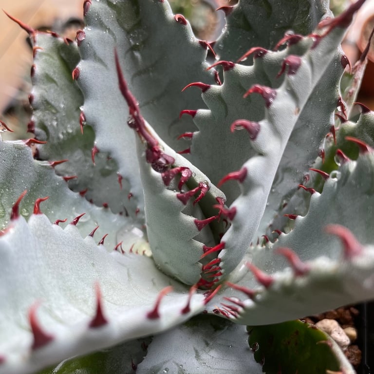 アガベ ラプター（Agave 'Raptor'）