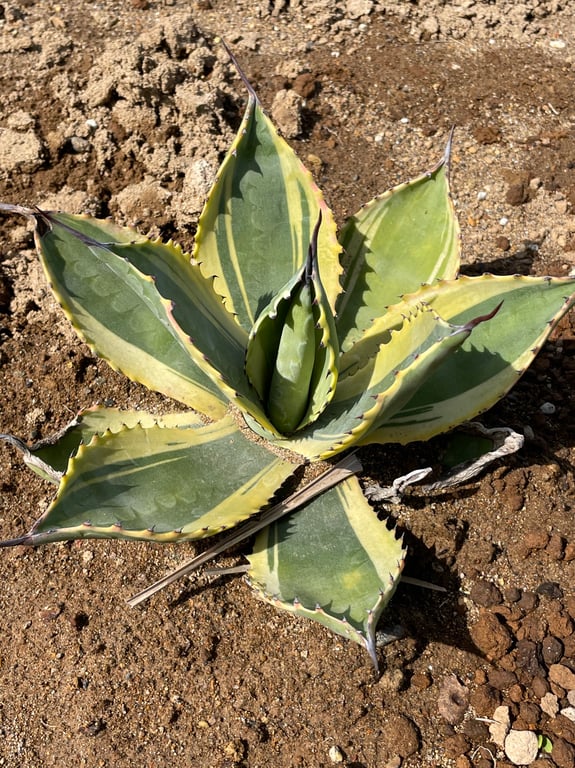 アガベ リップルエフェクト（Agave 'Ripple Effect'）