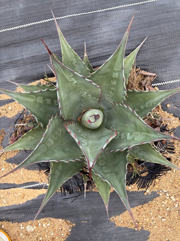 アガベ・モンタナ ブルースカイ（Agave montana 'Blue Sky'）
