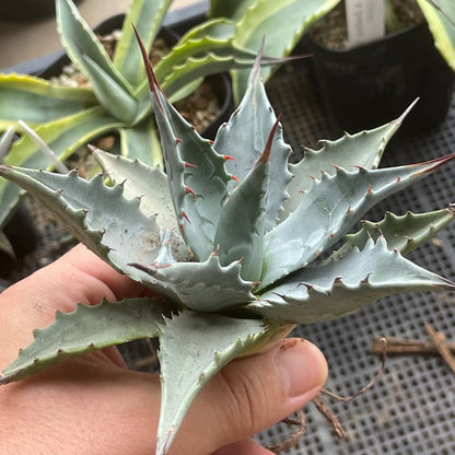 アガベ・モンタナ ブルースカイ（Agave montana 'Blue Sky'）