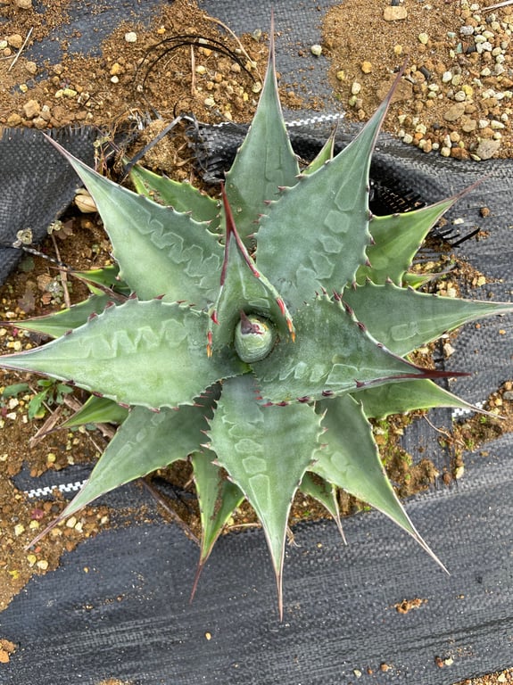 アガベ・モンタナ ブルースカイ（Agave montana 'Blue Sky'）