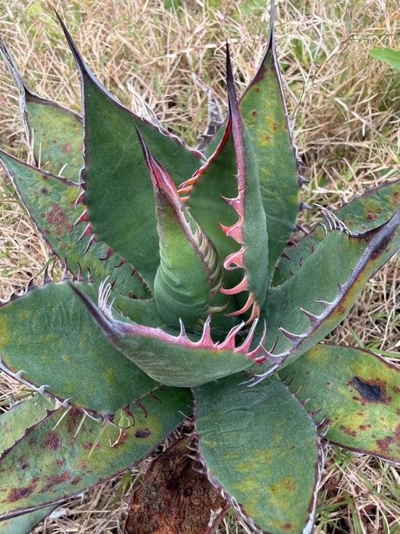 アガベ・シャウィー（Agave shawii）
