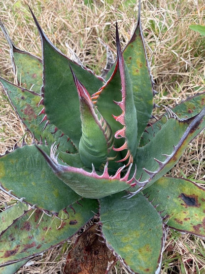 アガベ・シャウィー（Agave shawii）