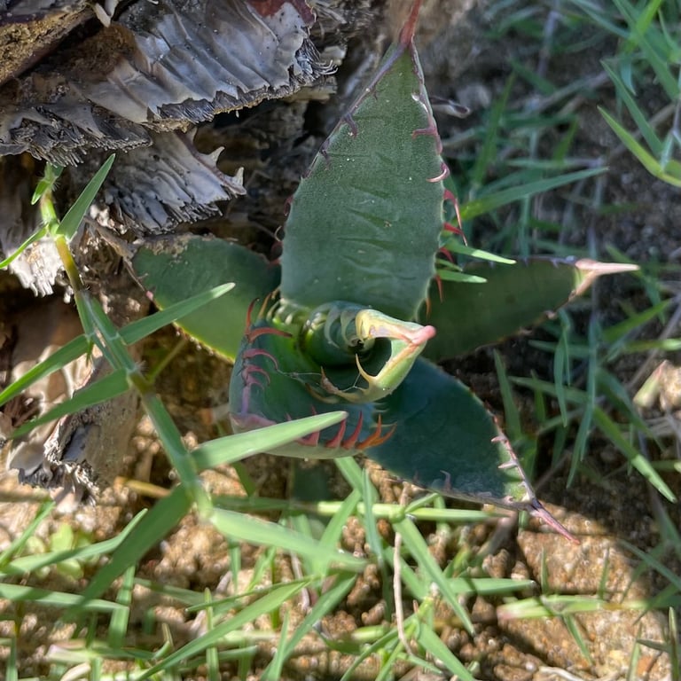 アガベ・シャウィー（Agave shawii）