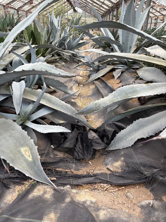 アガベ・プロトアメリカーナ シルバーサーファー（Agave protoamericana 'Silver Surfer'）