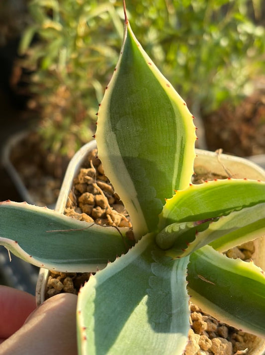 アガベ・セルシー 覆輪（Agave celsii）