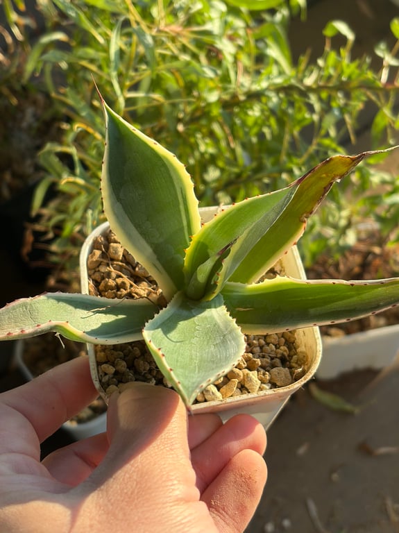 アガベ・セルシー 覆輪（Agave celsii）
