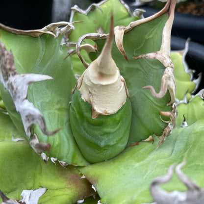 アガベ・オテロイ アイスクリーム 子株（pup）（Agave oteroi 'Ice cream', pup）