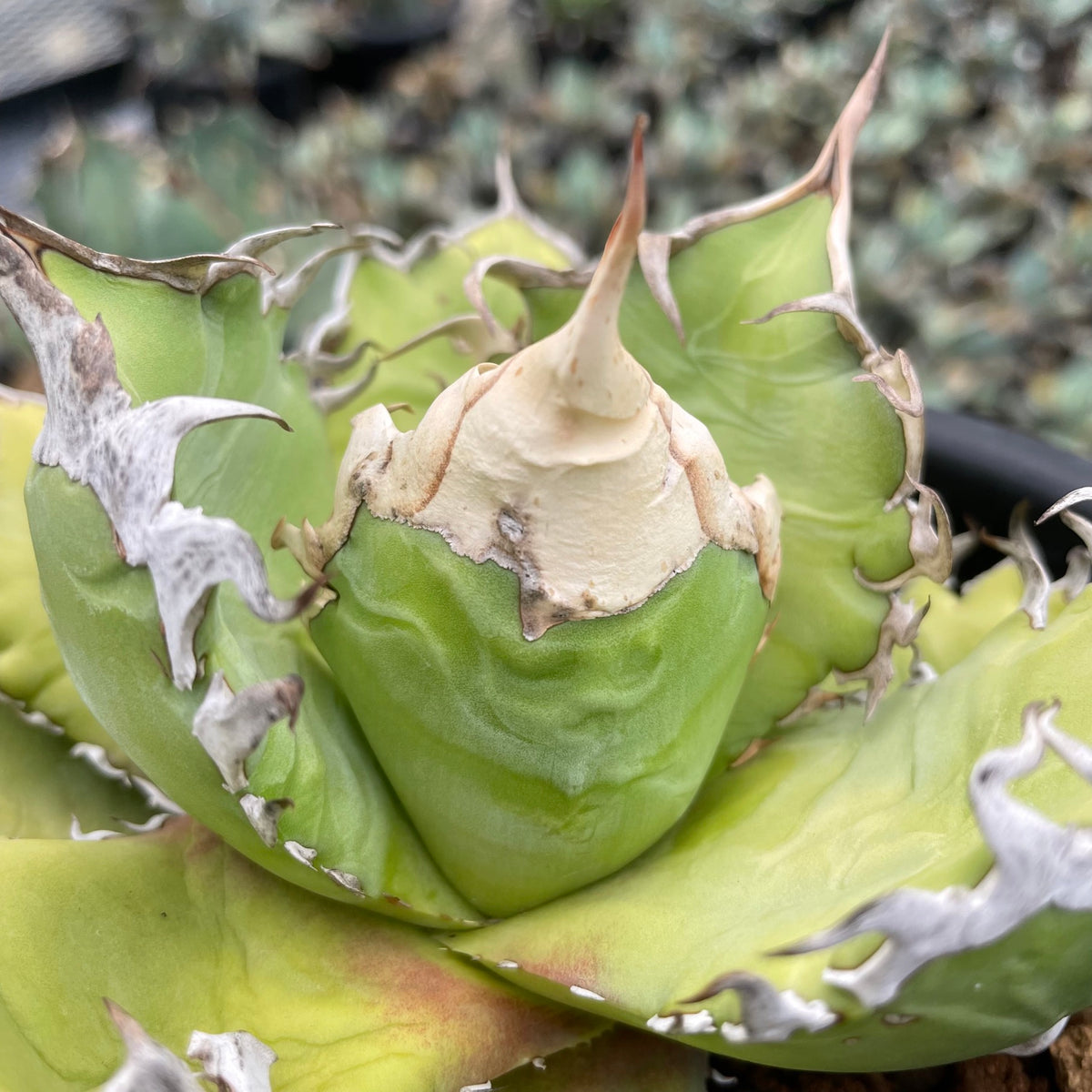 アガベ・オテロイ アイスクリーム 子株（pup）（Agave oteroi 'Ice cream', pup）