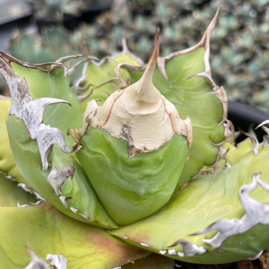 アガベ・オテロイ アイスクリーム 子株（pup）（Agave oteroi 'Ice cream', pup）