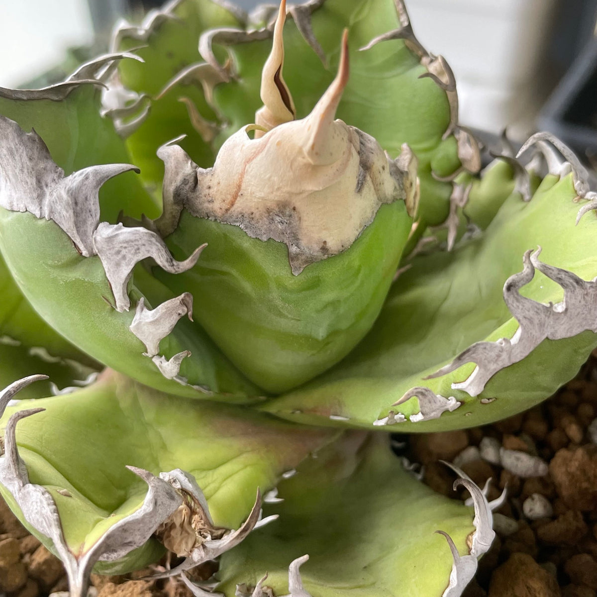 アガベ・オテロイ アイスクリーム 子株（pup）（Agave oteroi 'Ice cream', pup）