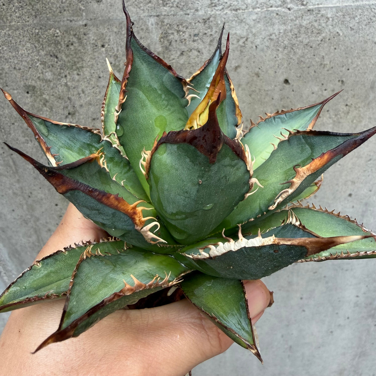 アガベ・チタノタ タッチウッド 子株（Agave titanota 'Touchwood', pup）
