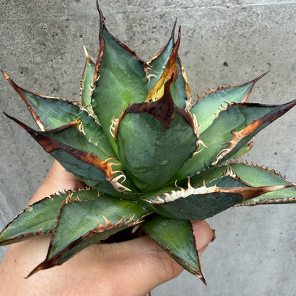 アガベ・チタノタ タッチウッド 子株（Agave titanota 'Touchwood', pup）