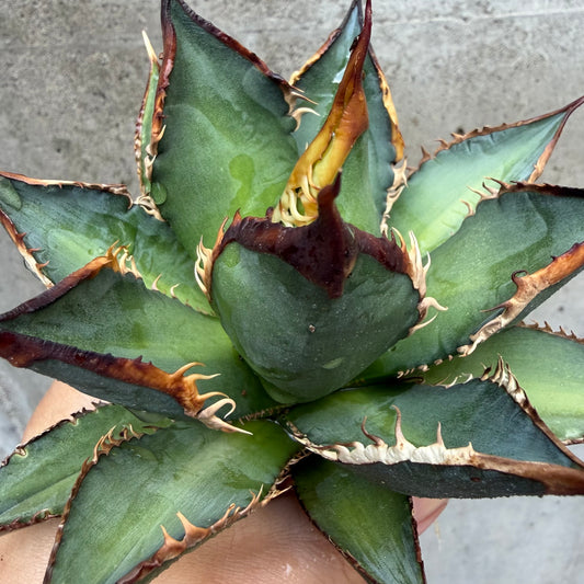 アガベ・チタノタ タッチウッド （Agave titanota 'Touchwood'）子株