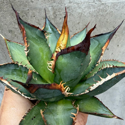 アガベ・チタノタ タッチウッド 子株（Agave titanota 'Touchwood', pup）