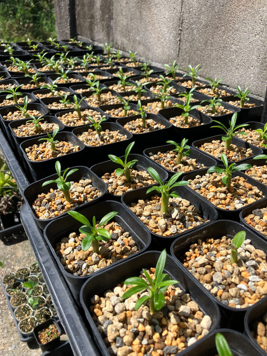 Production status