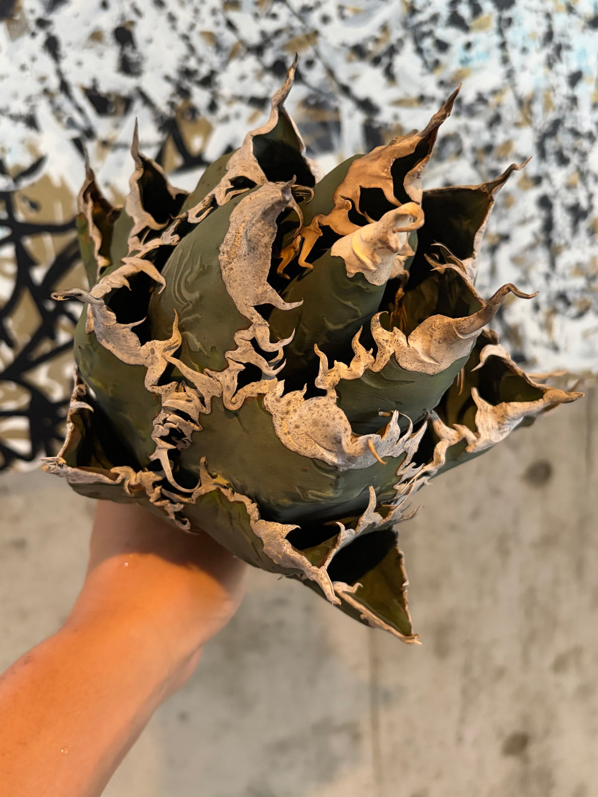 アガベ・オテロイ あくまくん イタリア産（Agave oteroi 'Akumakun'）