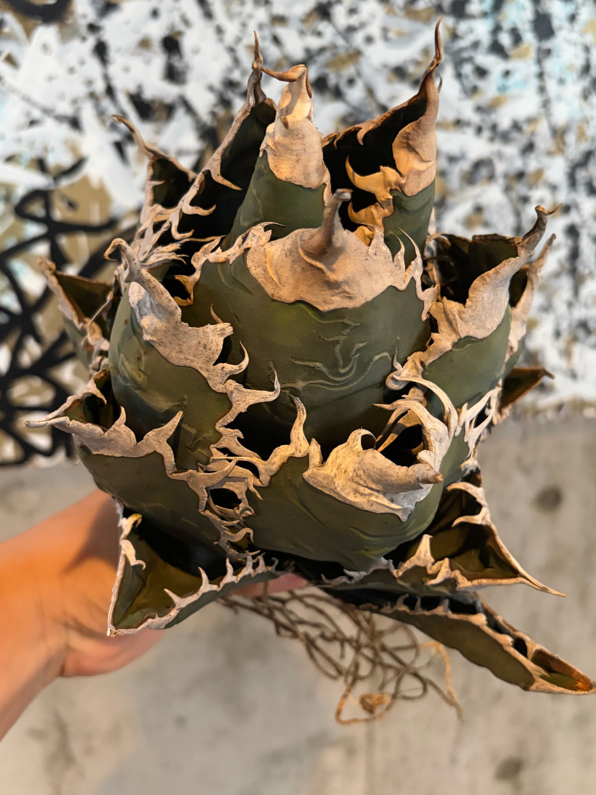 アガベ・オテロイ あくまくん イタリア産（Agave oteroi 'Akumakun'）