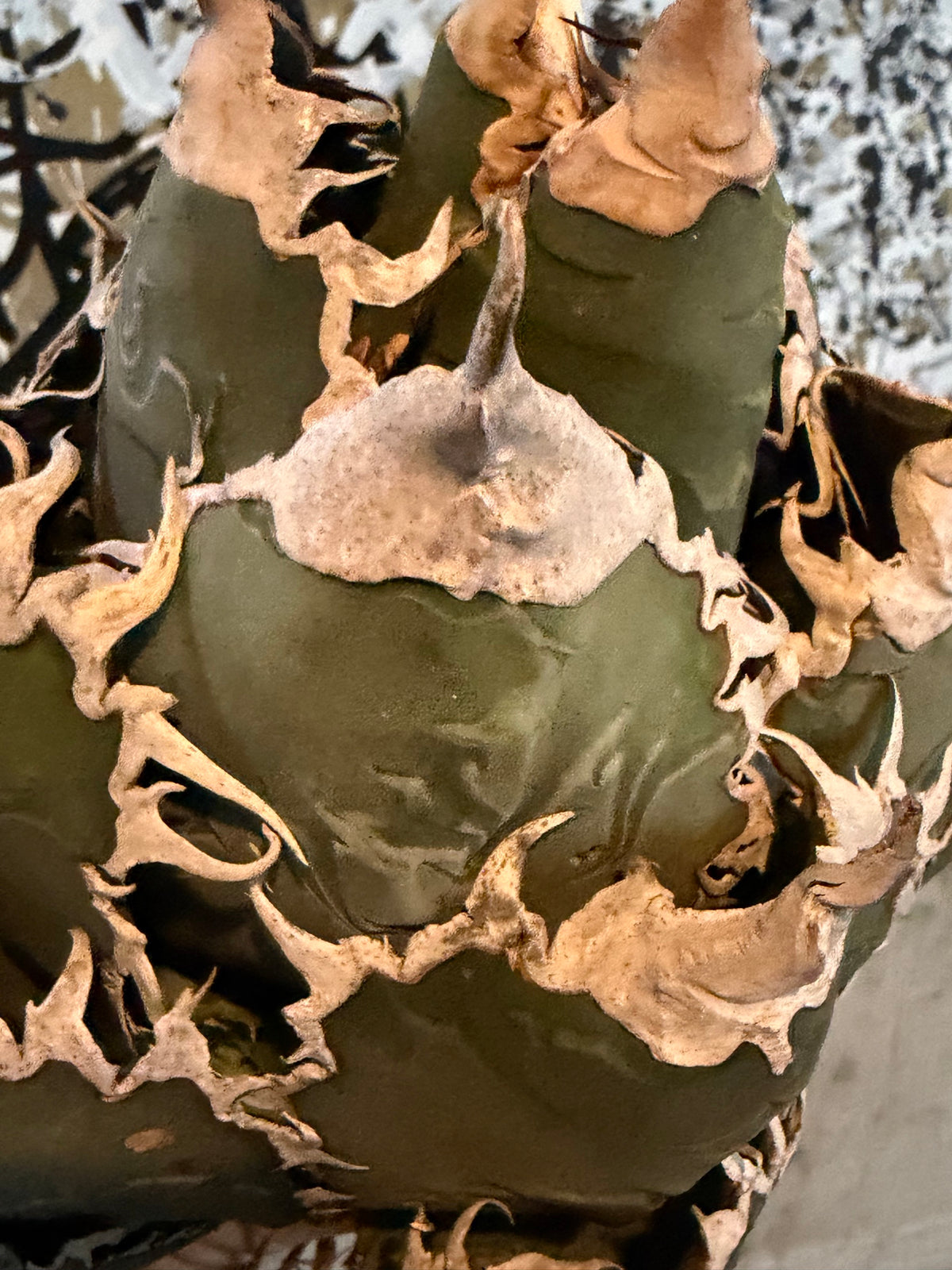 アガベ・オテロイ あくまくん イタリア産（Agave oteroi 'Akumakun'）