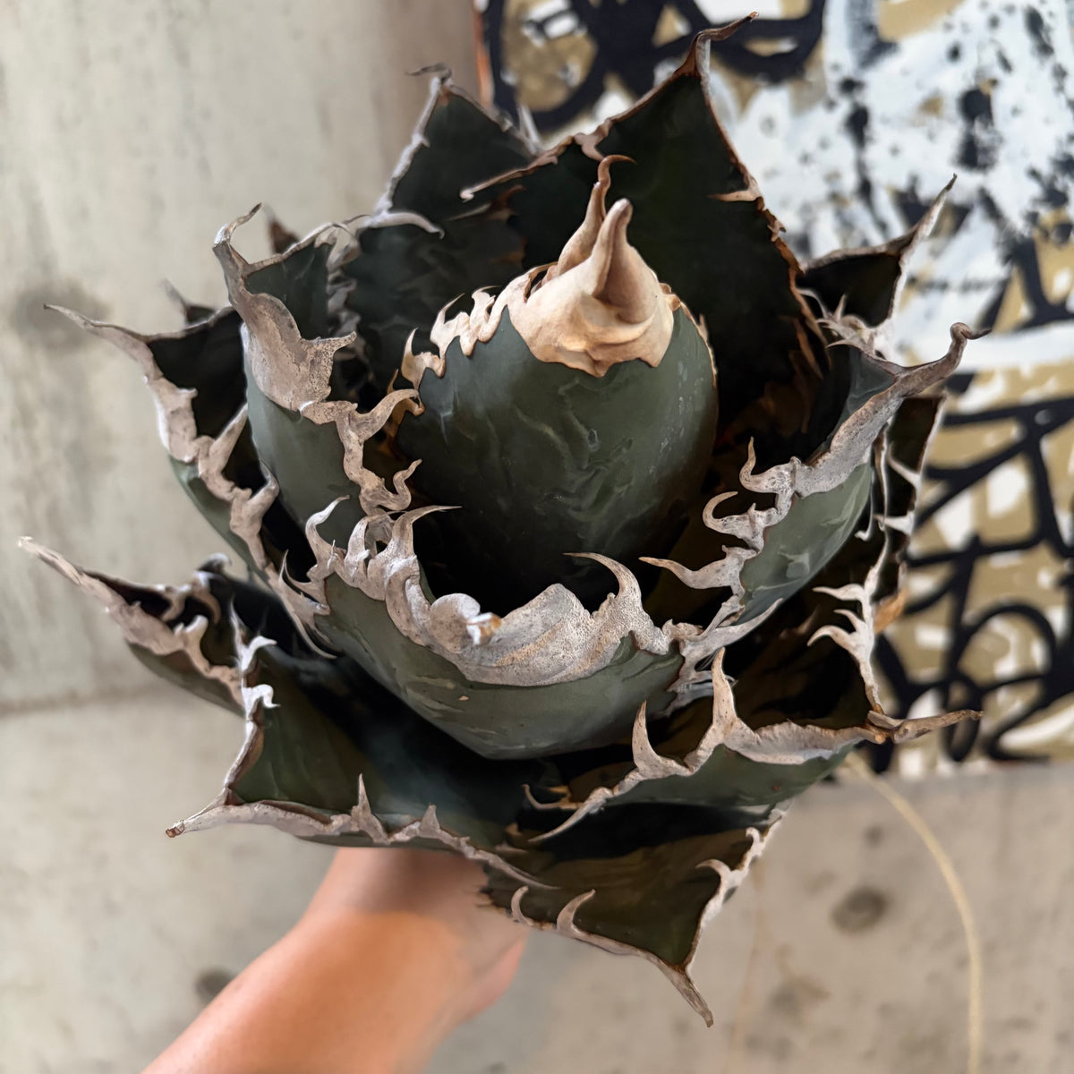 アガベ・オテロイ あくまくん イタリア産（Agave oteroi 'Akumakun'）