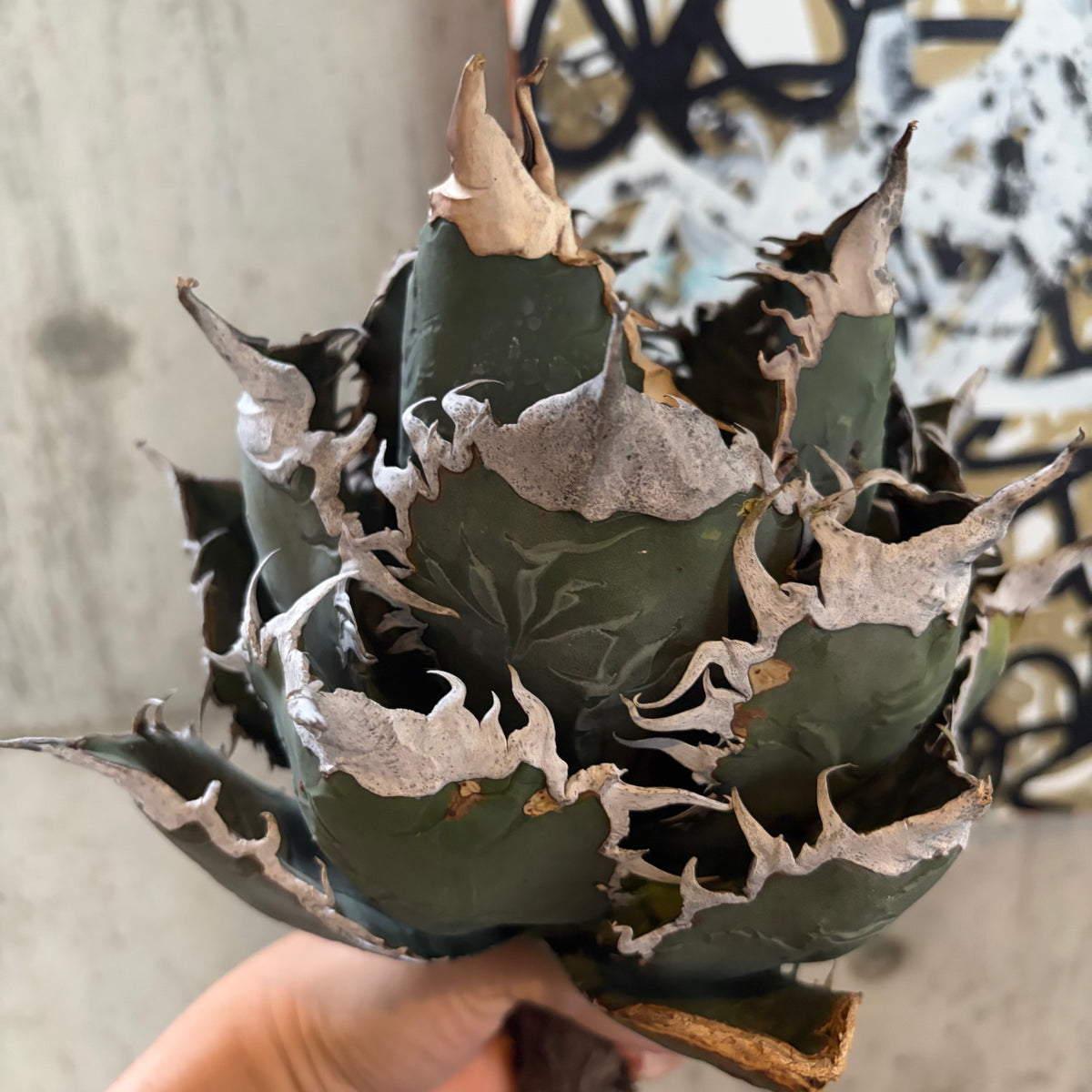 アガベ・オテロイ あくまくん イタリア産（Agave oteroi 'Akumakun'）
