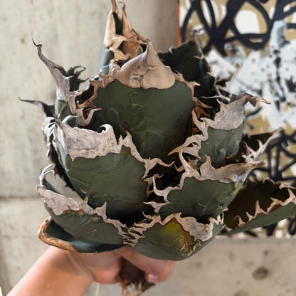 アガベ・オテロイ あくまくん イタリア産（Agave oteroi 'Akumakun'）