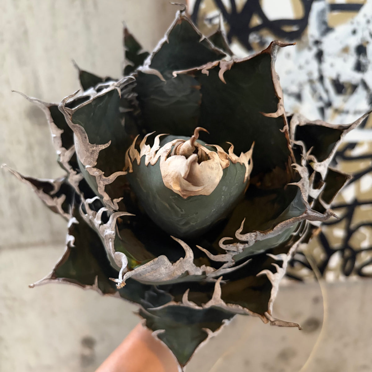 アガベ・オテロイ あくまくん イタリア産（Agave oteroi 'Akumakun'）