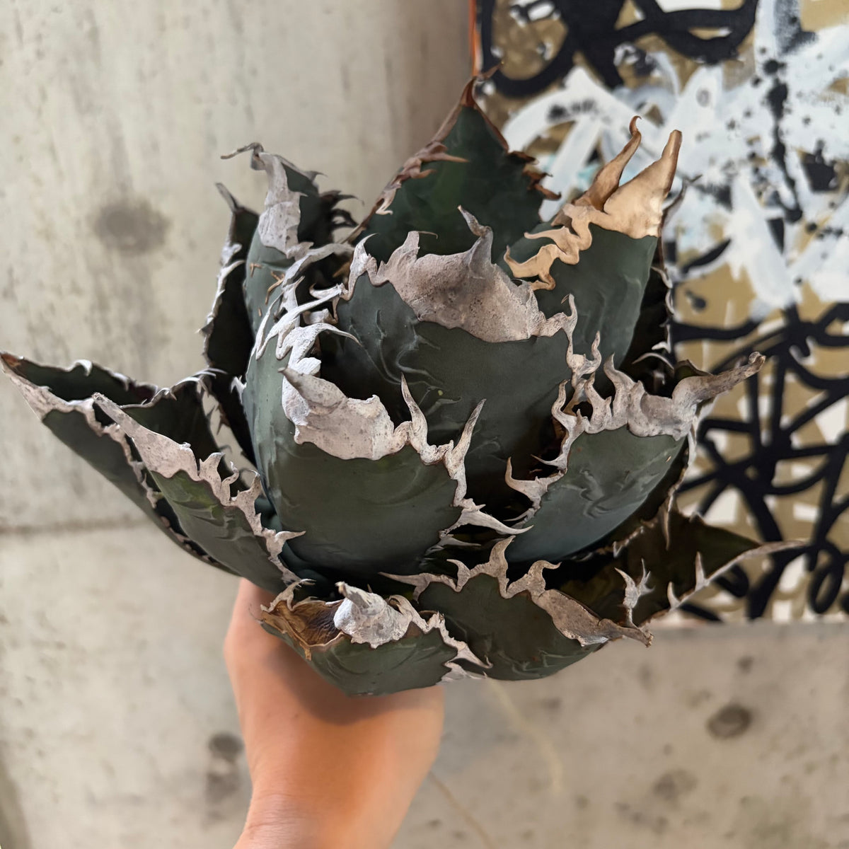 アガベ・オテロイ あくまくん イタリア産（Agave oteroi 'Akumakun'）