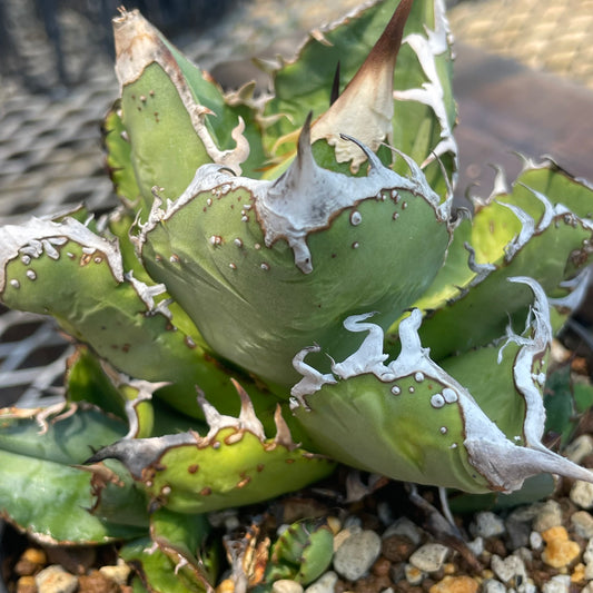 アガベ・チタノタ オーム（Agave titanota 'Ohm') 小株