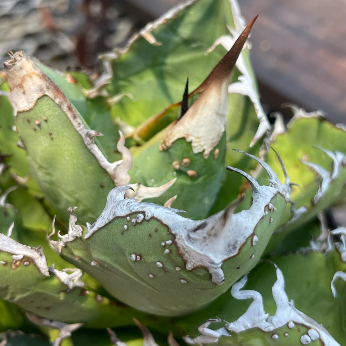 アガベ・チタノタ オーム（Agave titanota 'Ohm') 小株