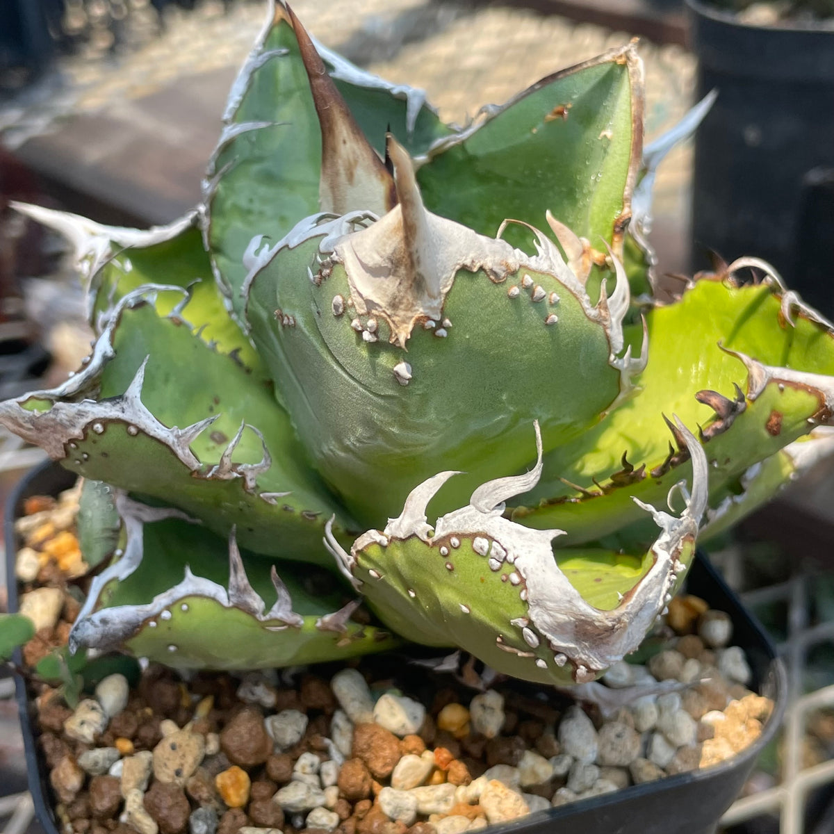 アガベ・チタノタ オーム（Agave titanota 'Ohm') 小株