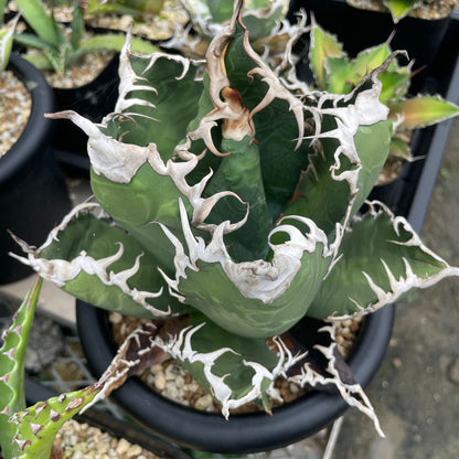 アガベ・チタノタ アクマクンモドキ（Agave titanota 'Akumakun Modoki'）子株