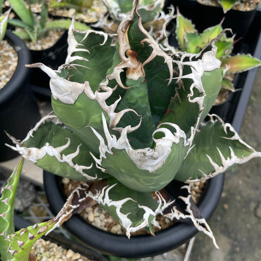 アガベ・チタノタ アクマクンモドキ（Agave titanota 'Akumakun Modoki'）子株