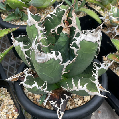 アガベ・チタノタ アクマクンモドキ（Agave titanota 'Akumakun Modoki'）子株