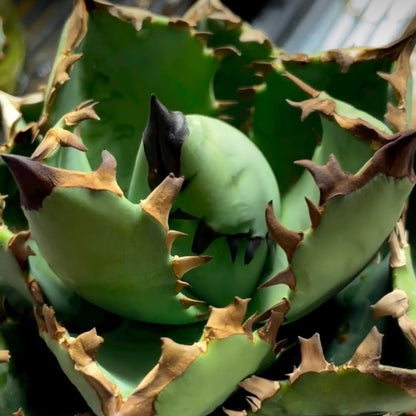 アガベ・チタノタ モーニングスター（Agave titanota 'Morning Star'）小株