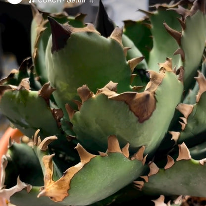 アガベ・チタノタ モーニングスター（Agave titanota 'Morning Star'）小株