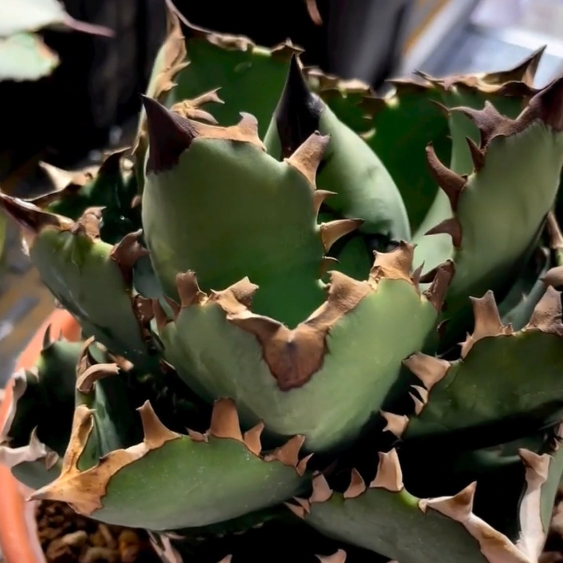 アガベ・チタノタ モーニングスター（Agave titanota 'Morning Star'）小株