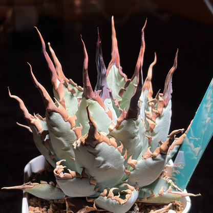 アガベ ハイブリッド エボリスピナ × チタノタ ブラックアンドブルー（Agave hybrid eborispina × titanota 'Black and Blue'）